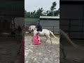 Horsey Girls Horse