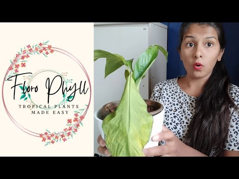 I don't believe this happened to my plant...! #peacelily #gardening #plantcare #plants #diy