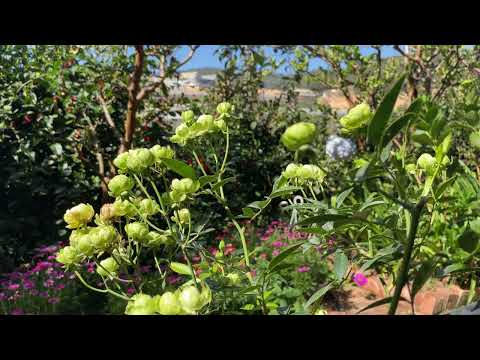 Rosalee / Green Rose  ☲☱