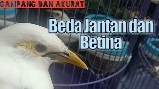 Download lagu Differences between Male and Female White Starlings mp3