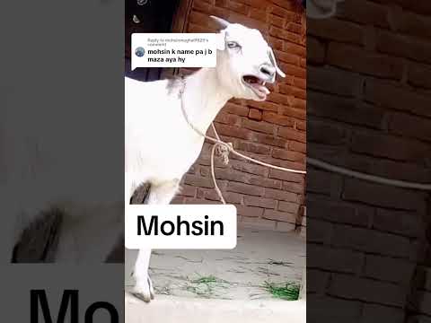 Mohsin name funny video status 🤣🤪|#boy 👦#mohsin #funnyvideo🤭 #shorts #viral💥 |in trending&unique