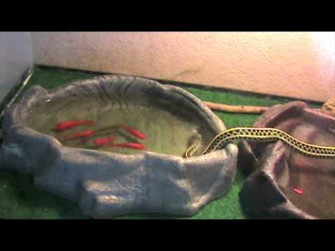 YouTube Video bEUMxpEUjQU