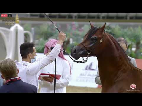 N 304 KARAR AL AMMAR   23rd Qatar National Arabian Horse Show   Yearling Colts Class 6B