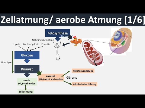 Cellular Respiration / Aerobic Respiration - Overview & Summary [1/6] - [Biology, Advanced Level]