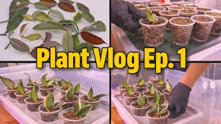 Silent Plant Vlog Ep.1 | How to Propagate Multiple Hoya Plant Easily