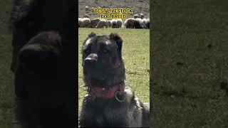 Best Guard Dog Breed Kangal Shepherd 🔥 #shorts #dog #dogs #kangal