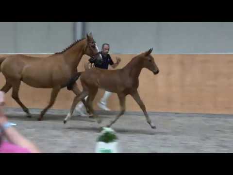 For Dance -  Royaldik, mecklenburger, colt * 04/2020 for sale