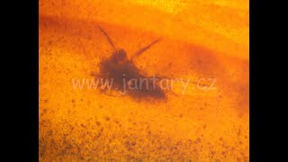 Křídový jantar B-55