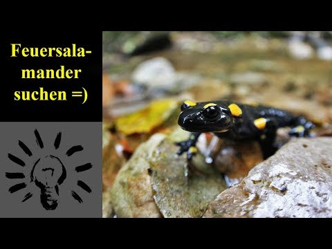 Feuersalamander suchen =)