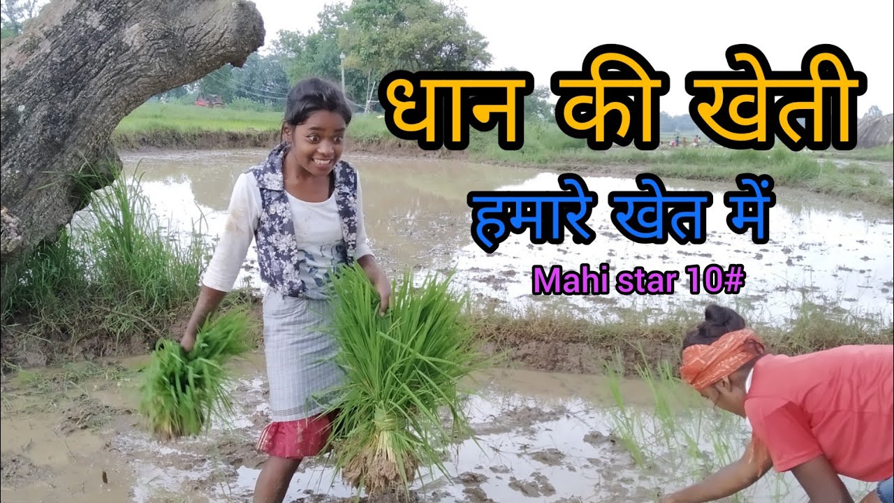 धान की खेती हमारे खेत में।