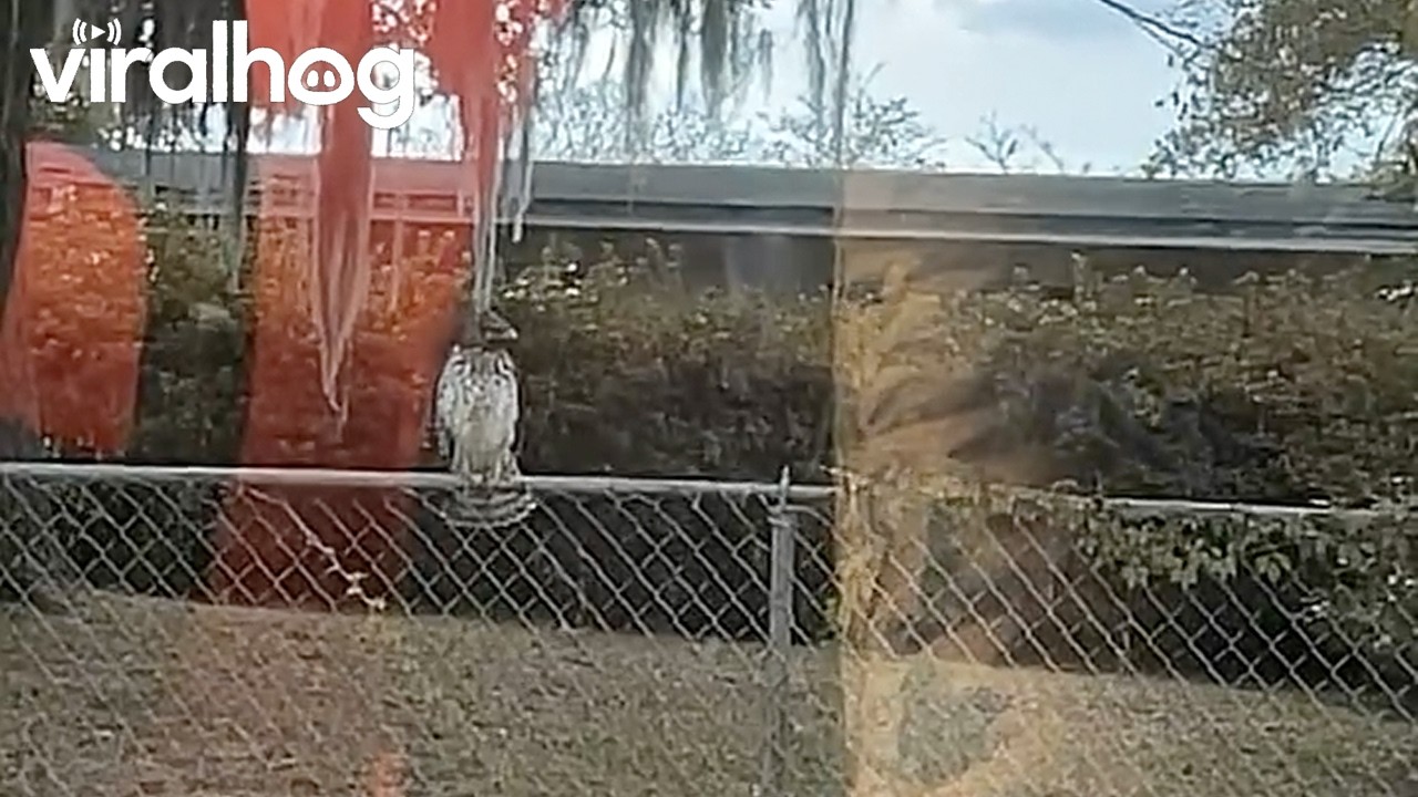 Scaredy Cat Didn't Want Any Problems With Hawk || ViralHog