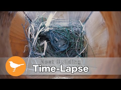 Empty Box to Fully Built Bird Nest in Under 3 Minutes (Time-Lapse)