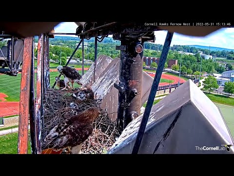 Big Red Swoops In With Stick And Offers A Snack To Red-tailed Hawk Chicks – May 31, 2022