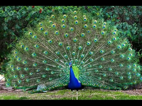 Beautiful Peacock Dance Display