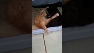 Download lagu Tepar abis mik mp3 Download lagu Tepar abis mik mp3