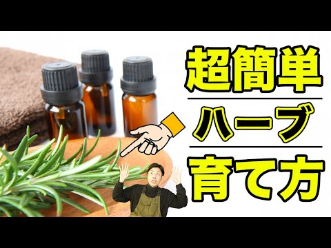 ローズマリーの葉が黄色くなるのはなぜですか？