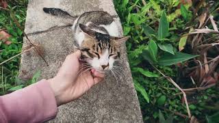 This cat acts like a child when he sees humans