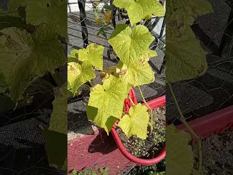 Garden update.