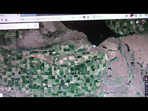 Grafting season 2018 - day 29 - grafting pollonizer trees