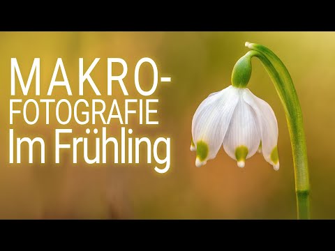 Makrofotografie im Frühling (Ultra-HD, 4K)