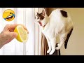 New Funny Videos 2022 😍 Cutest Cats and Dogs 🐱🐶 Part37