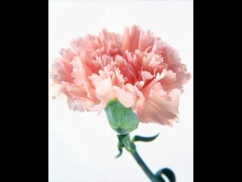 Тимон - Плачь Город.