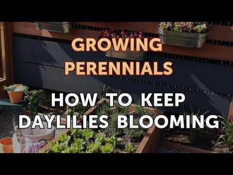 image-How do you get daylilies to flower?