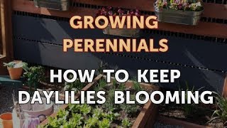 How to Keep Daylilies Blooming