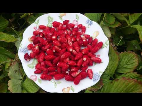 Aufzucht von Walderdbeeren. Bio Produkte von Saproplant und ihre Wirkung (Granulat und Multi Humin)