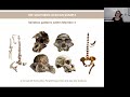 Dr Amélie Beaudet Australopithecus From Sterkfontein Caves South Africa An Evolutionary Species