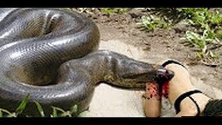 Anaconda Attacks Human - Giant Anaconda Attacks Hu
