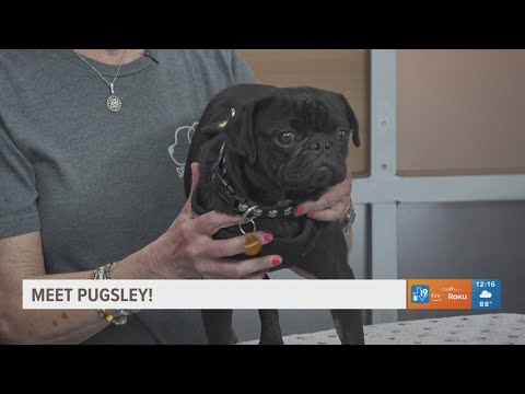 TUESDAY TAILS: Meet Pugsley from the SPCA of East Texas - YouTube