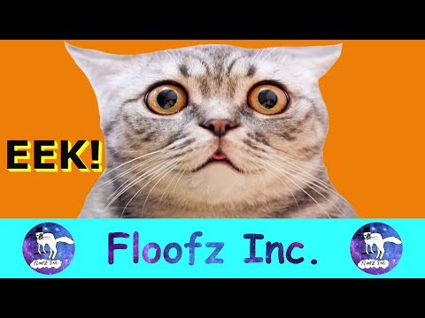 Funny Cats Scared of Halloween!