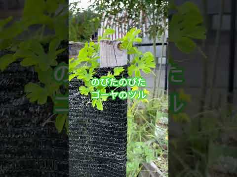 スイカズラ 素朴なつる性の植物 花が咲きました 耐性のある 霜 寒い冬 干ばつ 夏