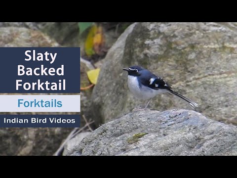 Vidličiarka bridlicová (Enicurus schistaceus) — hlas a správanie v prírode