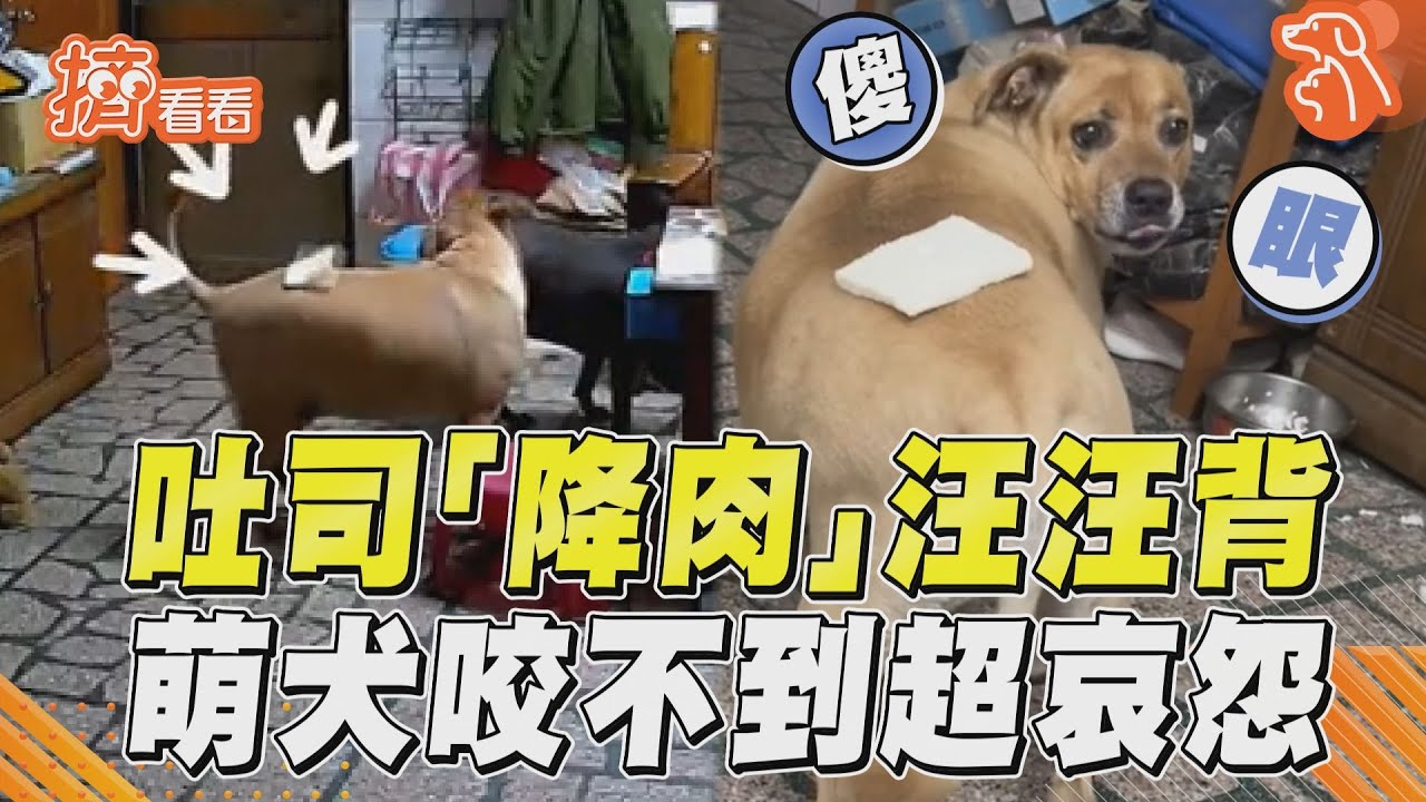 影音/吐司精準「降肉」汪汪背上 萌犬傻眼咬不到露哀怨眼神