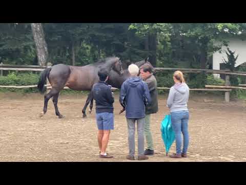Staatsprämien - und Prämienstute Schöner Morgen II mit ihrem Fohlen von Helium