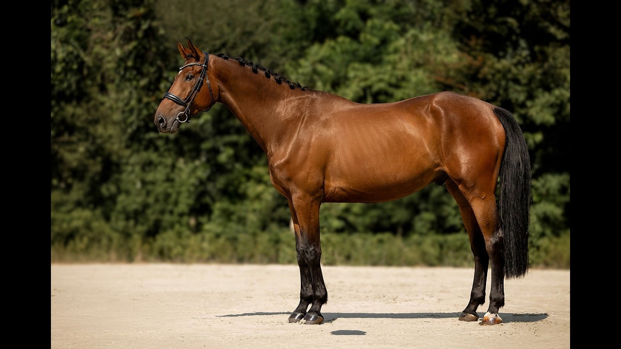 Helios van de Holsteen Z ☆ (HALIFAX VH KLUIZENBOS x CHATMAN) video 1