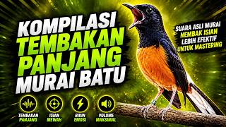 Download lagu MURAI BATU GACOR FULL ISIAN KASAR KRETEKAN KERAS SANGAT AMPUH MEMANCING EMOSI MURAI BATU mp3