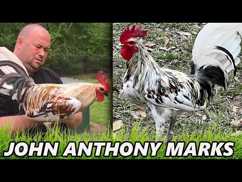 Marks Mug Splash Mini Asil John Anthony Marks Farm - Beautiful Birds