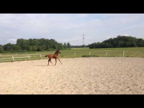 Oldenburger Hengstfohlen Feinrich X De Niro März 2018