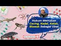Hukum Memakan Cacing Kadal Katak Biawak Sebagai Obat Buya Yahya Menjawab