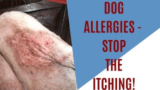 Dog allergies - how to stop itching