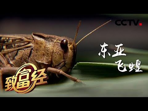 《致富经》虾塘有了它 水上水下都赚钱 20180802 | CCTV农业