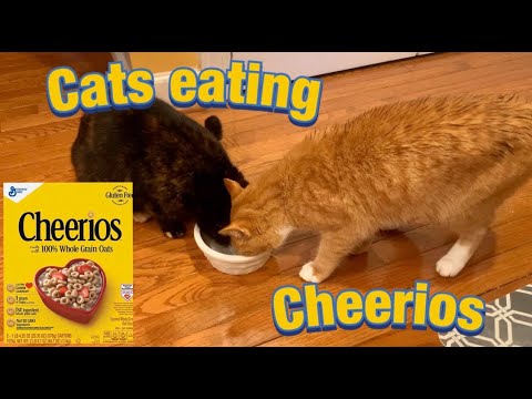 2 Cats Eating Cheerios for Breakfast - YouTube