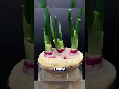 Er hat Zwiebeln in einem Glas mit Wasser angebaut! #tiere #shorts