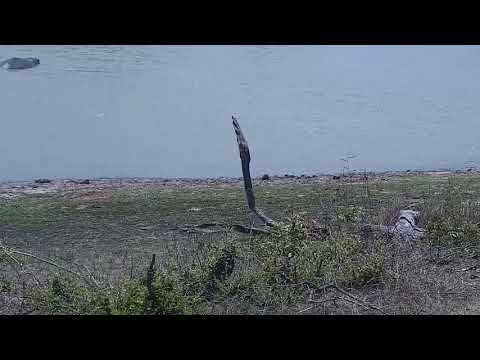 Djuma: Monitor Lizard and Hammerkop - 10:55 -  11/01/21