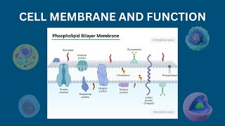 MEMBRANE STRUCTURE AND FUNCTION. Structure of cell membrane.