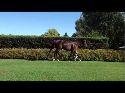 NYS LOT: 223 - ATTESTATION (Admire Main x Tribute) (Colt)