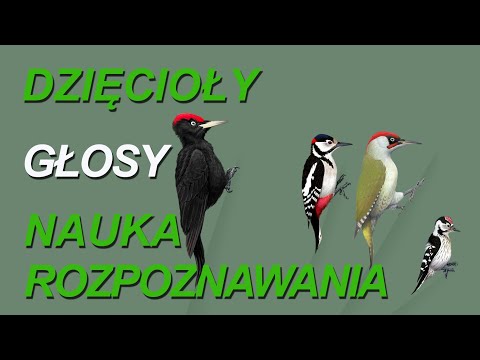 Dzięcioły polskie najpopularniejsze #polskawieś  #education   #ptakipolski #śpiewptaków #ptaki